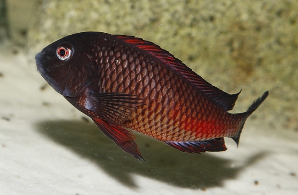 Tropheus sp. 'red' Moliro